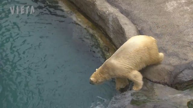 Panasonic - Asahiyama Zoo [Demo video HDTV 1080p].mp4_snapshot_00.20_[2017.11.09_11.23.12].jpg