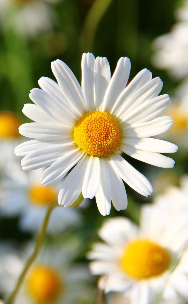 3563ccf3fb0ee7de471f33394b6e6d95--daisy-flowers-pretty-flowers.jpg