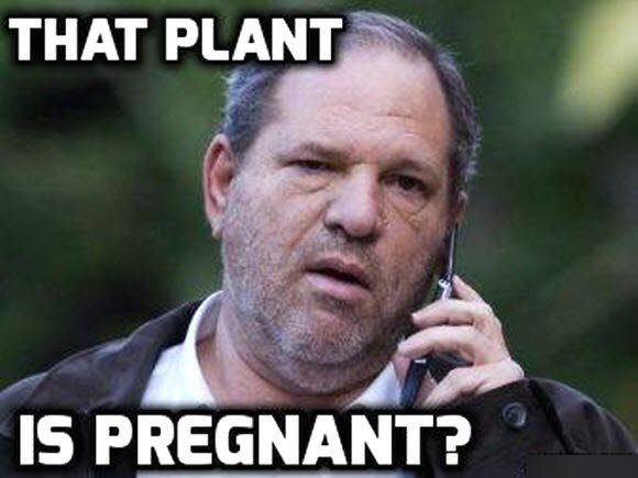 7 Harvey Weinstein potted plant.jpg