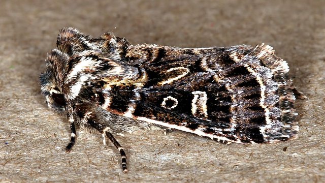 Noctuidae n2 BY MV Light Tas 2017-10-03.jpg