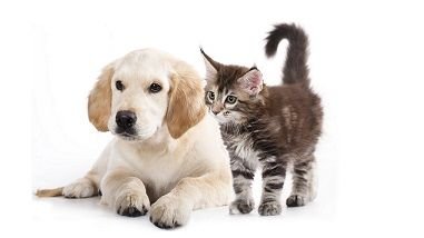 dog-and-cat.jpg