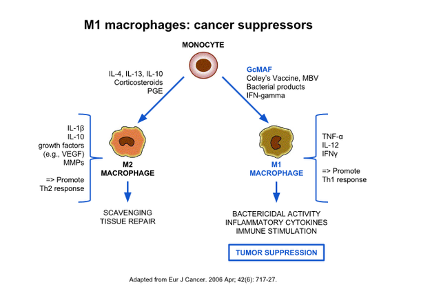 GcMAF M1M2 macropahes cancer supporesors.png