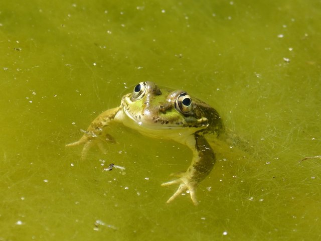 frog-2395304_1920.jpg