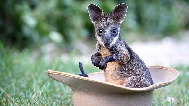 Caring for a Baby Wallaby | BBC Earth — Steemit