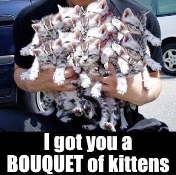 funny-cats-pictures-i-got-you-a-bouquet-of-kittens-cute-memes-animals-cat-cats-adorable-animal.jpg