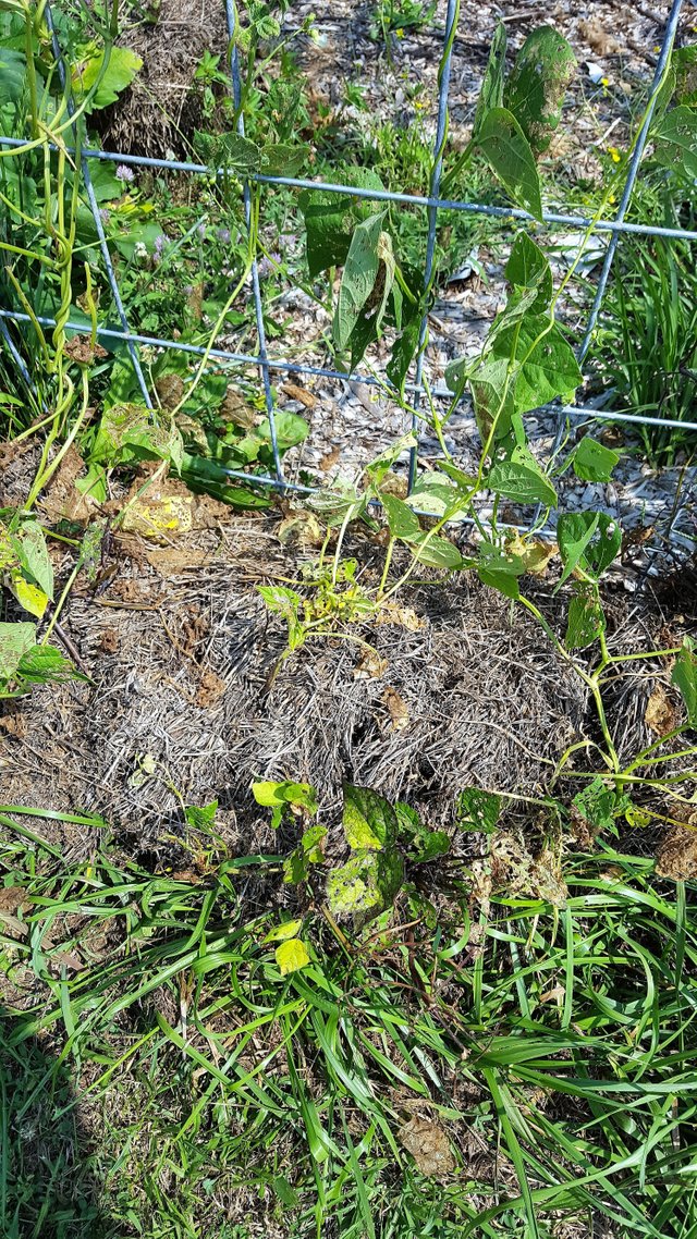 Serenity Valley Farms Decomposing Bale.jpg