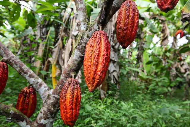 cocoa-tree.jpg.838x0_q80.jpg
