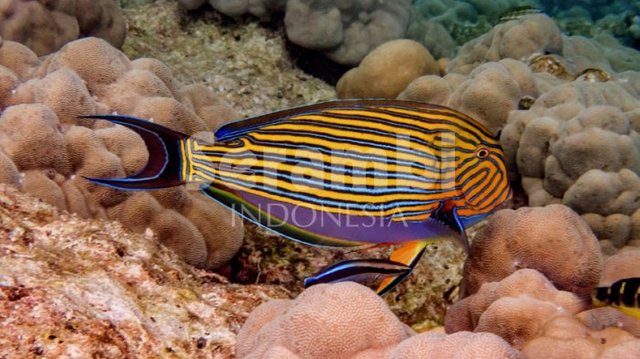 pesona-bawah-laut-sabang_20170826_004420.jpg