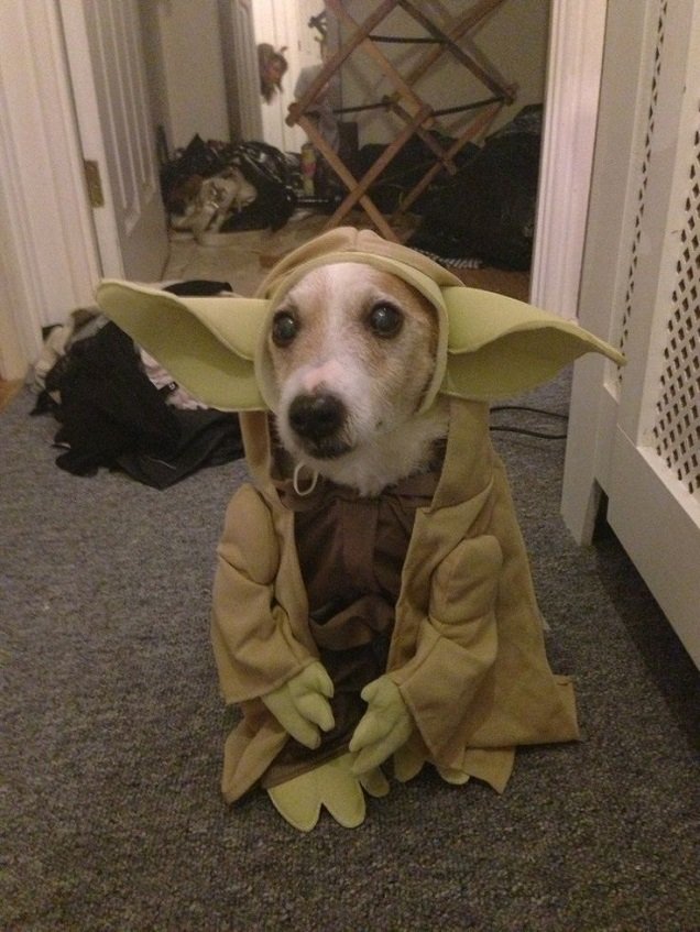 Master-Yoda-Dog-Costume.jpg