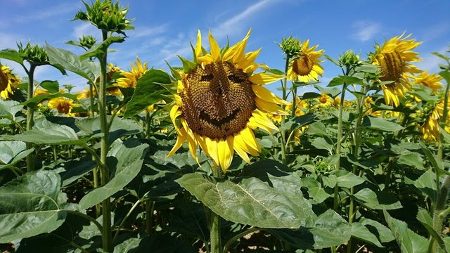 2017-07 - Sonnenblume.JPG