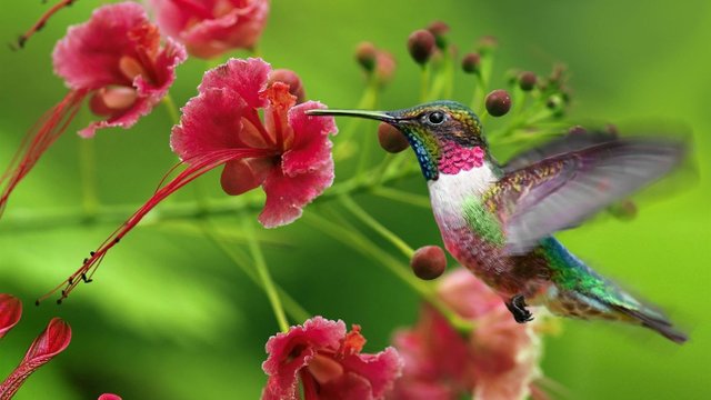 hummingbird-flowers-garden-1.jpg