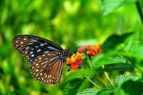 35-most-beautiful-butterfly-pictures-26.md.jpg