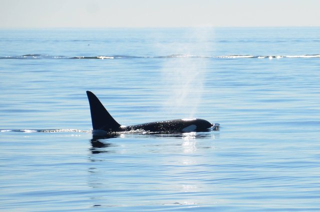 orca1.jpg