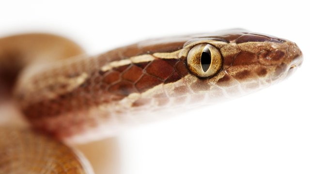 brown House snake 1.jpg