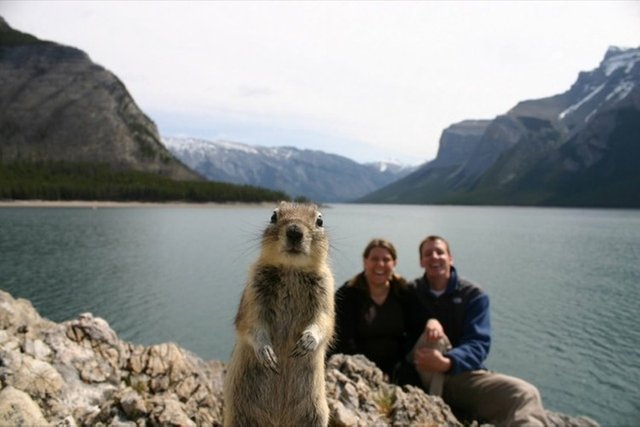 Funny-Animal-Photobombs-01.jpg