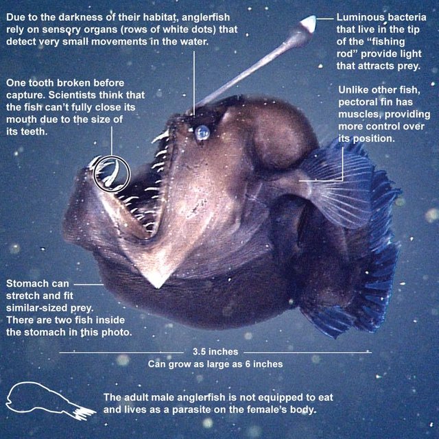 anglerfish.jpg