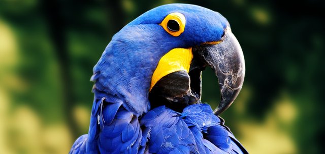 lear’s-macaw-bird.jpg