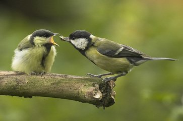 great-tit-1362166.jpg