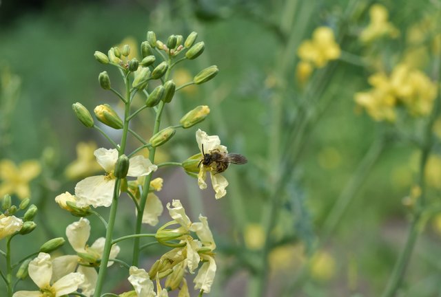 bee yellow flower 2.jpg