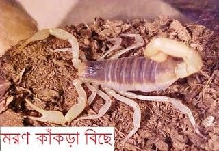 death-stalker-scorpion.jpg