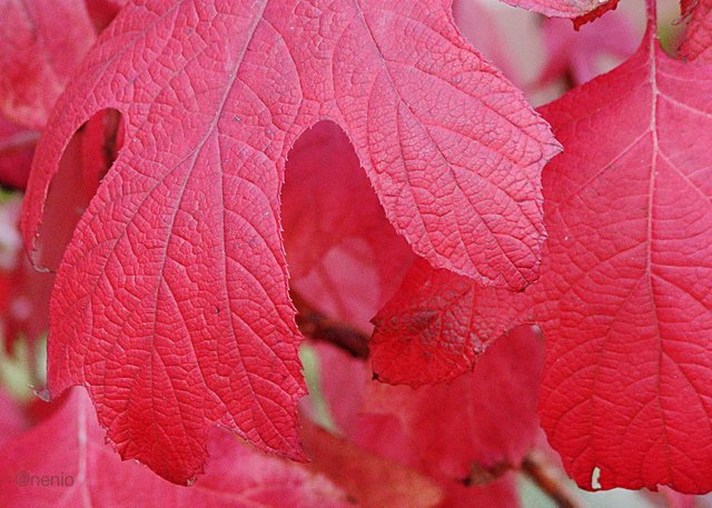 red-leaf.jpg