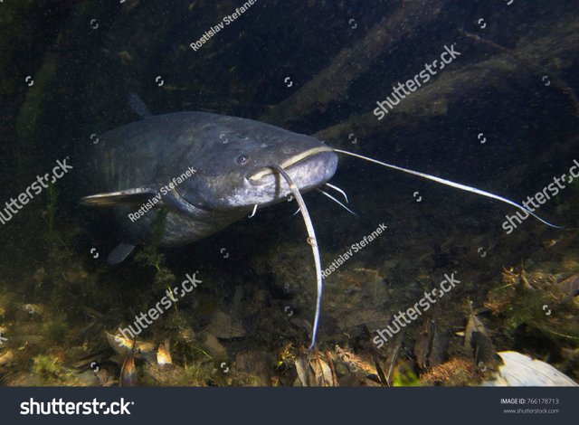 stock-photo-freshwater-fish-european-catfish-silurus-glanis-in-the-beautiful-clean-river-underwater-shot-of-766178713.jpg