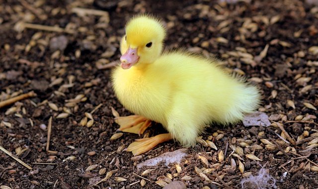 duckling-1596727_960_720.jpg