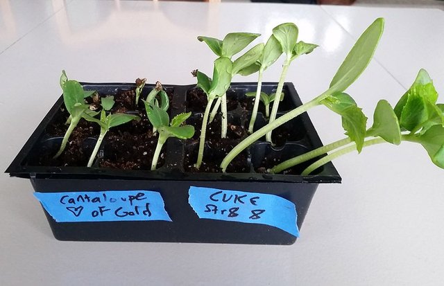 feb26seedlings2.jpg