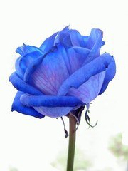 blue-rose-1539833.jpg