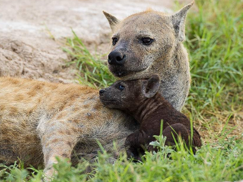 spotted hyena with a pup.png