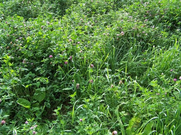 10 acre piece1 diversity crop Aug. 2014.jpg