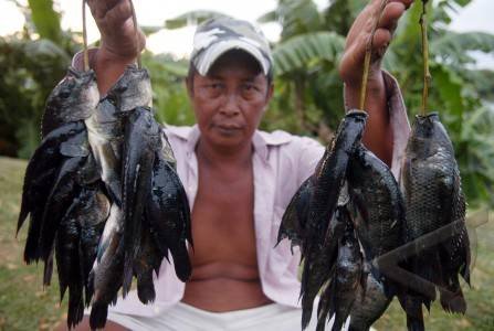 Umpan Terbaik Ikan Mujair Untuk Memancing di Sungai.jpg