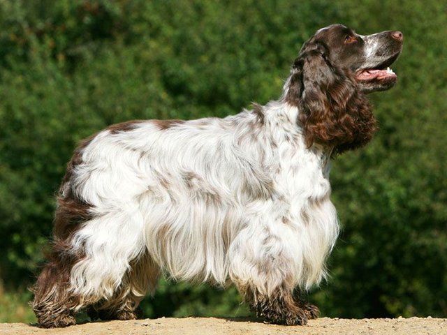 english-cocker-spaniel.jpg