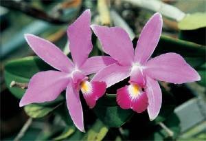 Cattleya_superba.jpg