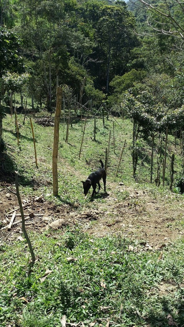 6 - Polebeans and black dog neighbors farm.jpg