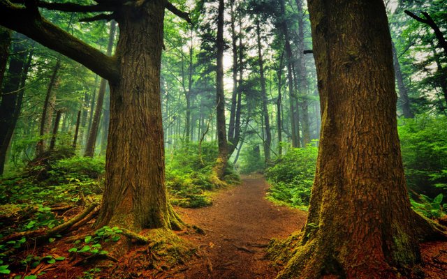 Forest Pathway.jpg