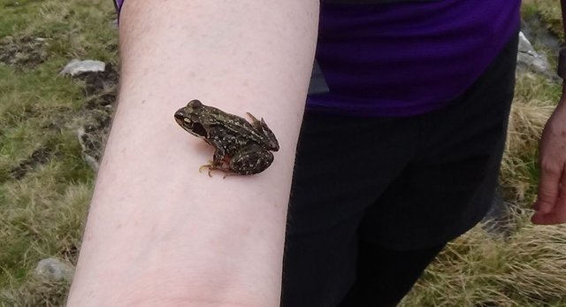 Frog on Nicky's arm sml.jpg