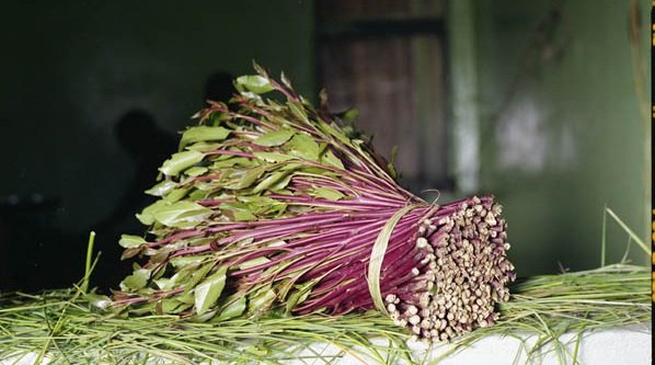 miraa-farmers-in-kenya-1.jpg