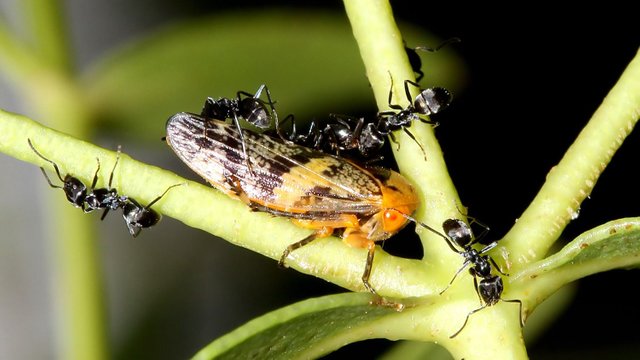 Insects Hemiptera A BY Tas 2018-01-26 n1.jpg