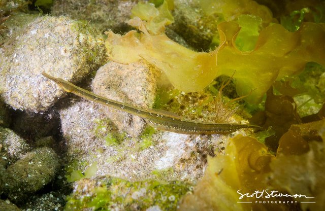 Bay Pipefish-8.jpg