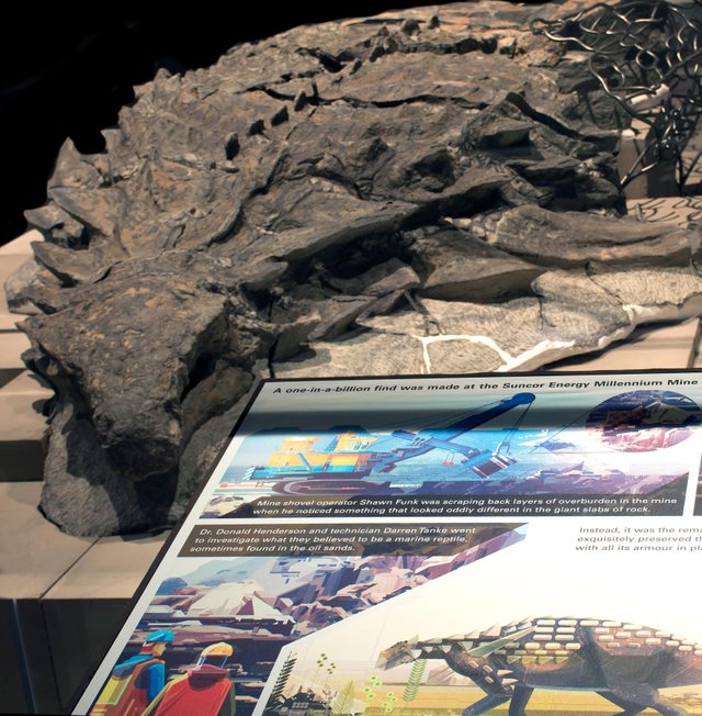 rtmp-gfd-exhibit-nodosaur.jpg