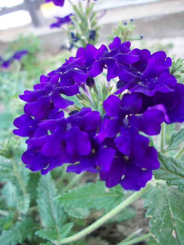 Purple flower.jpg