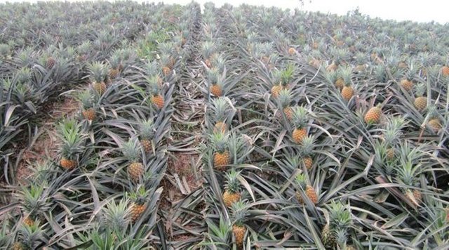 138eb3f614b9356c8f83702443dea2f0--pineapple-plantation-philippines.jpg