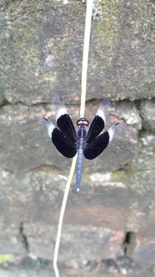 dragon fly.jpg