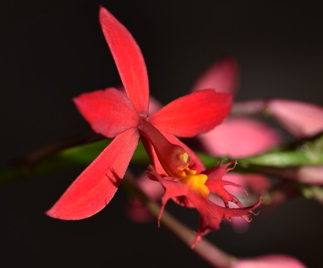 epidendrum ibaguense 4.jpg