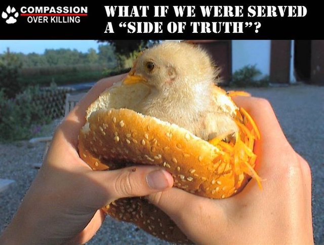 CHICKEN BURGER?.jpg