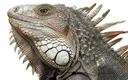 lizard-3064164__340.png