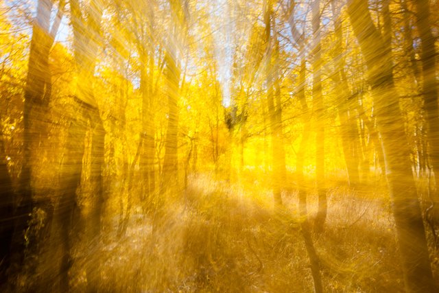 Aspen at Fredrick's Meadow 6.jpg