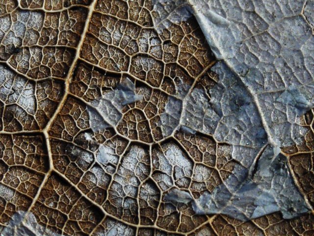 18551971957 - dead leaf decayed over winter with prominent veins.jpg