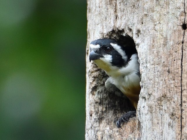 Black thighed Falconet 黑腿小隼.jpg